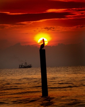 Pelican and Shrimp Boat at Sunrise